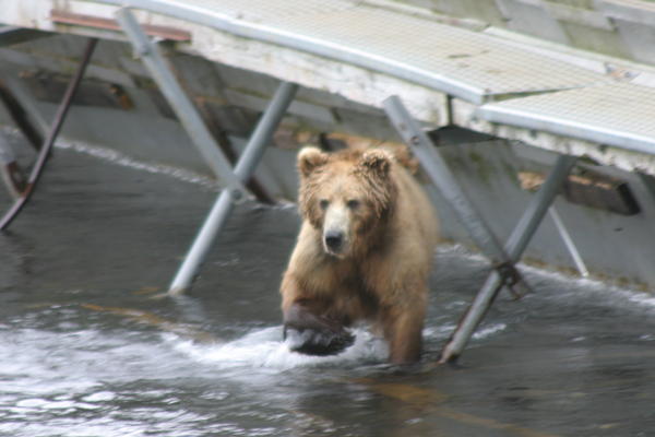 Bear Viewing Kodiak Island Alaska